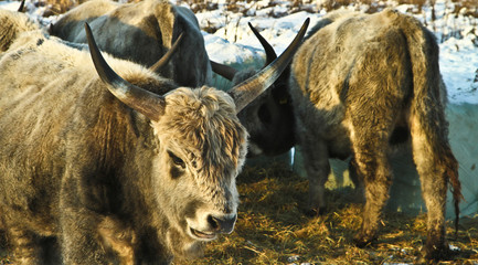 Danish cows in thesnow over sjælsø and Eskemose