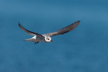 Black-fronted Tern Endemic to New Zealand