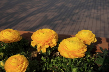 노란꽃이 보이는 아름다운 봄 풍경