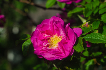 shrub roses flower close up, pink rose flower, rose in gaden, flowering shrub rose