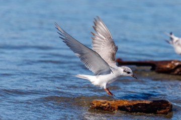 Black-fronted Tern Endemic to New Zealand