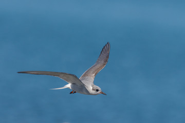Black-fronted Tern Endemic to New Zealand