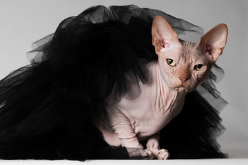 Balerina sphynx with tutu © MartinPotgieter