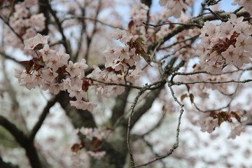 foto of spring blooming cherry tree can use for background