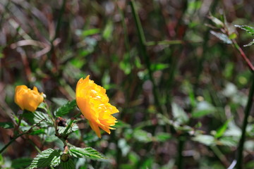 노란꽃이 보이는 아름다운 봄 풍경