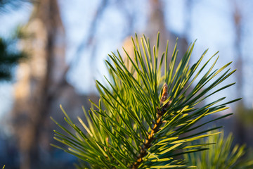 close up of pine needles