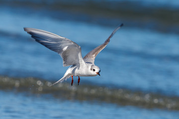 Black-fronted Tern Endemic to New Zealand