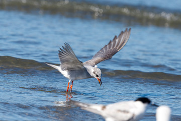Black-fronted Tern Endemic to New Zealand