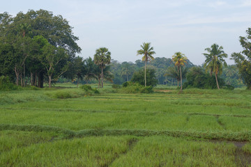 Fototapeta na wymiar Morning in the rice field. The surroundings of the old city. Anuradhapura, Sri Lanka