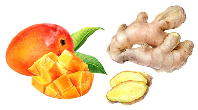 Mango fruit walnut watercolor isolated on white background