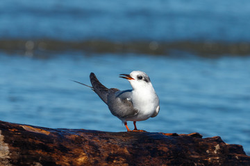 Black-fronted Tern Endemic to New Zealand