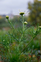 Сamomile in the meadow