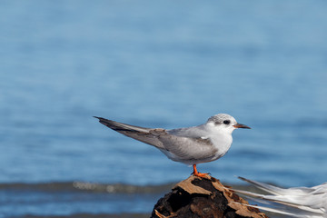 Black-fronted Tern Endemic to New Zealand