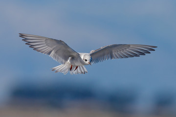 Black-fronted Tern Endemic to New Zealand