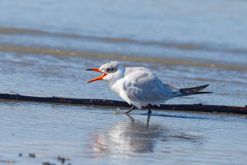 Caspian Tern in Australasia