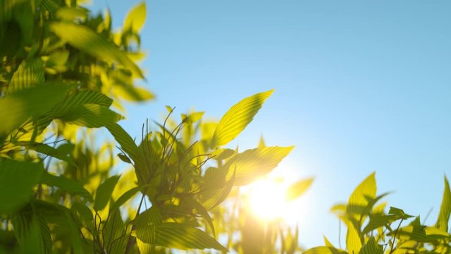 Photorealistic motion background: green wild herbs waving against the morning sun. Generic conceptual wild organic nature composition. 3D rendering