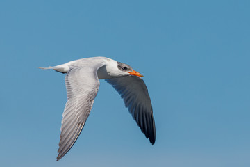 Fototapeta premium Caspian Tern in Australasia