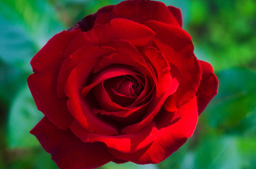 red rose  in the garden close up, rose flower
