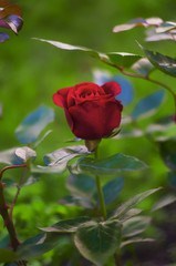 red rose  in the garden close up, rose flower