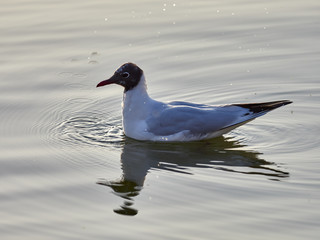 Black-headed gull, Chroicocephalus ridibundus, in the albufera de Valencia, Spain