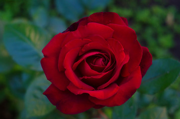 red rose  in the garden close up, rose flower