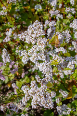 white buckwheat flowers on the field