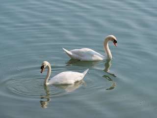 couple of swans floating at river in companionship