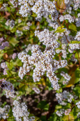 white buckwheat flowers on the field