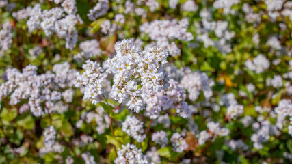 white buckwheat flowers on the field