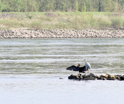 heron and comorant companions at riverside on a groin