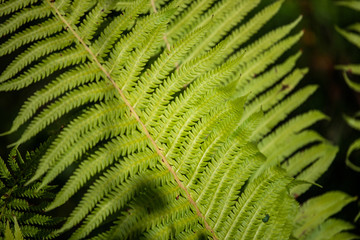 green fern leaves in the forest