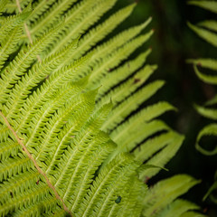 green fern leaves in the forest