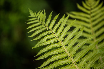 green fern leaves in the forest