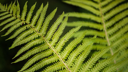 green fern leaves in the forest