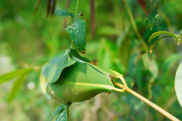 ant nest make by green fresh leaf.
