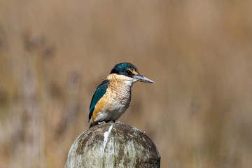 Juvenile Sacred Kingfisher in Australasia