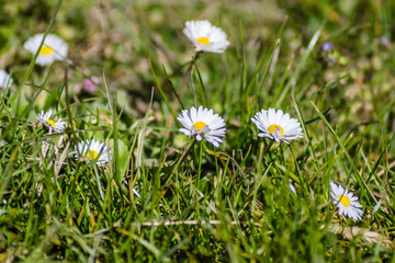 Selective and soft focus on daisy flower, beautiful nature in spring 
