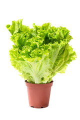 Afitsion Lettuce salad, Lactuca sativa in pot