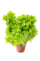 Afitsion Lettuce salad, Lactuca sativa in pot