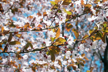 White blooming cherry