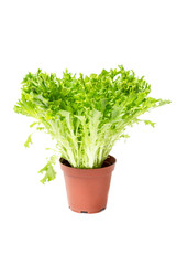 Fototapeta premium Expertise Lettuce salad, Lactuca sativa in pot
