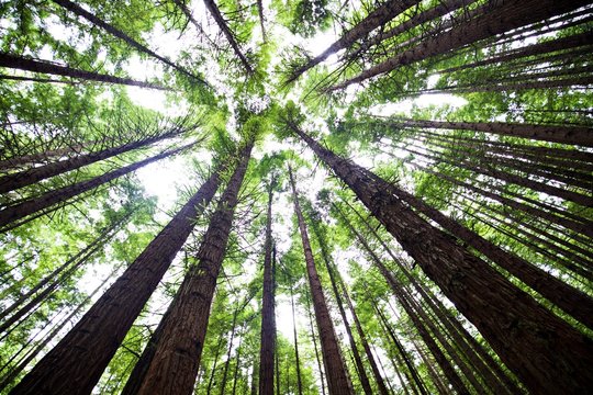 Redwoods Bäume in Rotorua © Peter