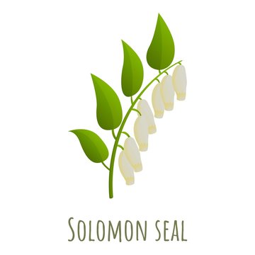 Solomon seal polygonatum icon. Cartoon of solomon seal polygonatum vector icon for web design isolated on white background