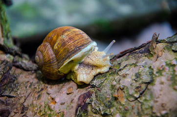 snail on a tree trunk; snail close up