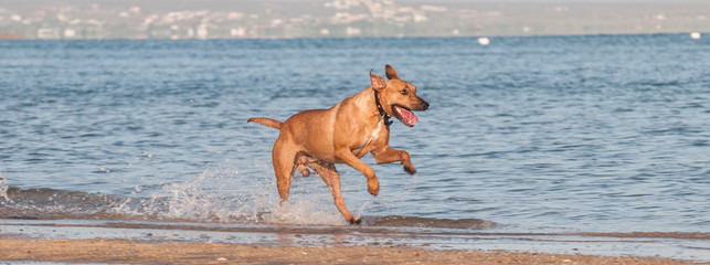 Happy and healthy dog running on the beach by the shores and mountain in the background on a sunny morning in La Paz Baja, Mexico