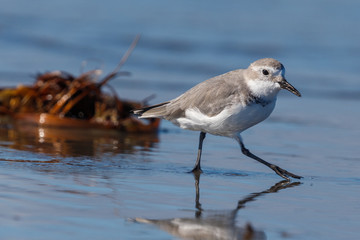 Wrybill Endemic Shorebird of New Zealand