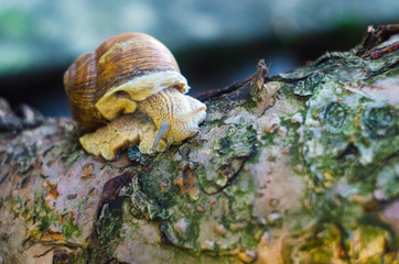 snail on a tree trunk; snail close up