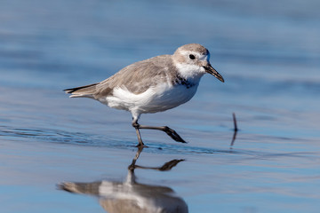 Wrybill Endemic Shorebird of New Zealand