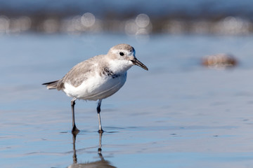 Wrybill Endemic Shorebird of New Zealand