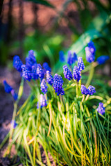 Obraz premium blue hyacinth